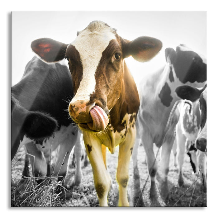 Pixxprint Kühe weiden in der Sonne auf grüner Alm B&W Detail, Glasbild Quadratisch