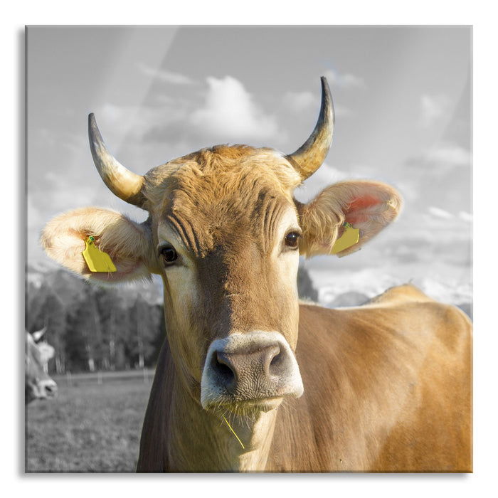Pixxprint Neugierige Kuh auf Weide im Allgäu B&W Detail, Glasbild Quadratisch