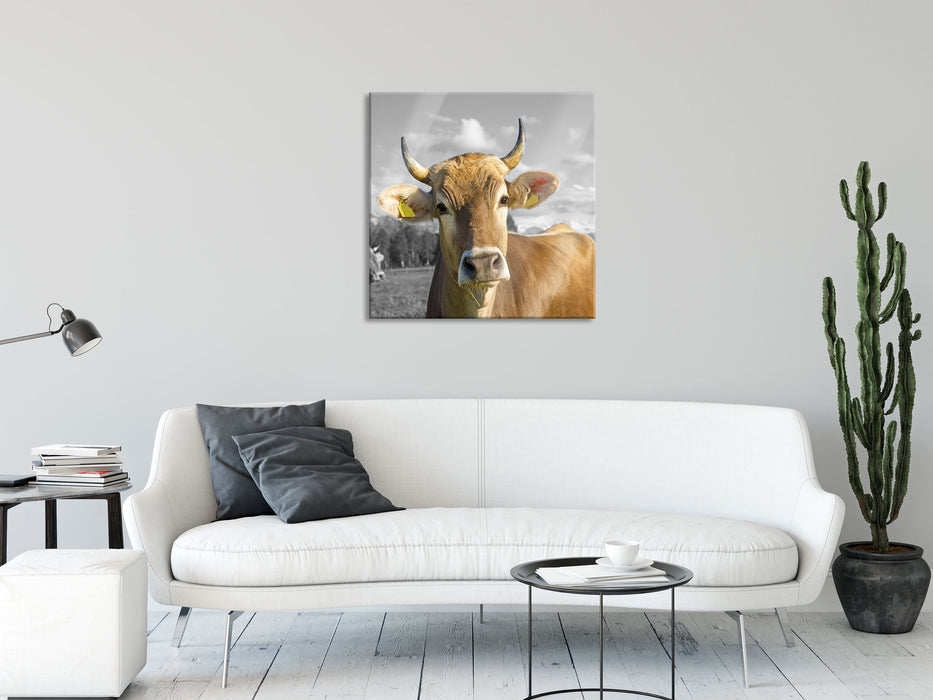 Neugierige Kuh auf Weide im Allgäu B&W Detail, Glasbild Quadratisch