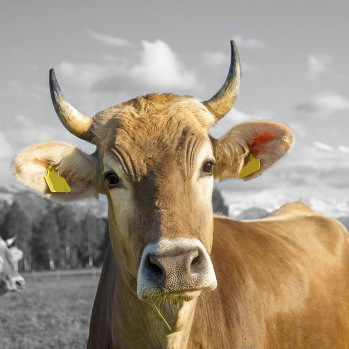 Neugierige Kuh auf Weide im Allgäu B&W Detail, Glasbild Quadratisch