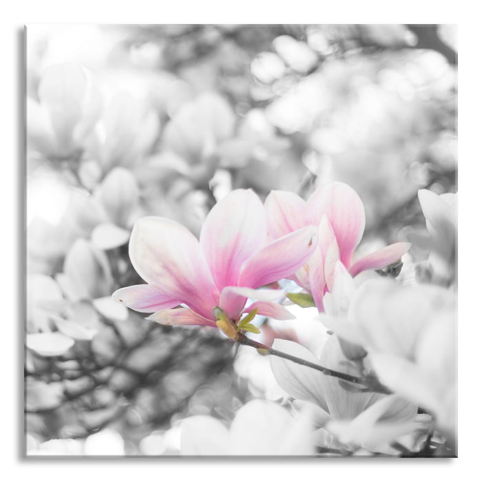Pixxprint Nahaufnahme blühender Magnolienbaum B&W Detail, Glasbild Quadratisch