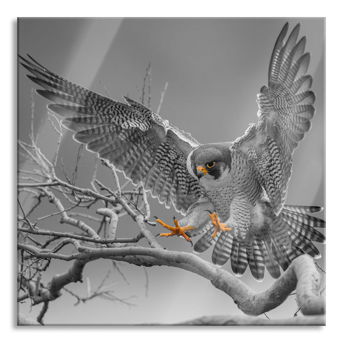 Falke landet auf kahlem Ast B&W Detail, Glasbild Quadratisch