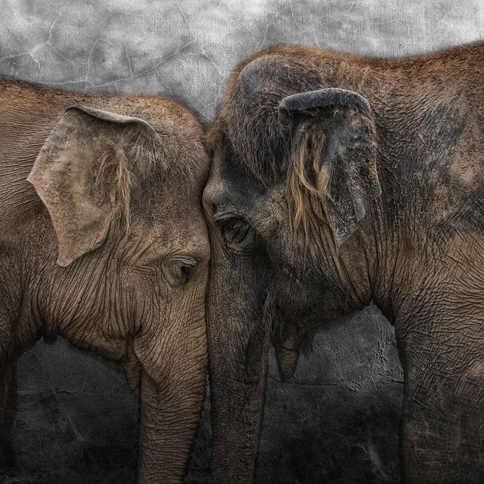 Schmusendes altes Elefantenpaar B&W Detail, Glasbild Quadratisch