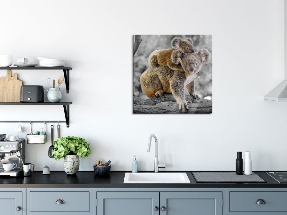 Koala Mutter mit Kind auf dem Rücken B&W Detail, Glasbild Quadratisch