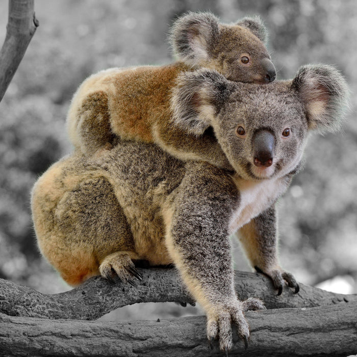 Koala Mutter mit Kind auf dem Rücken B&W Detail, Glasbild Quadratisch