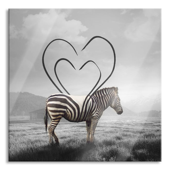 Pixxprint Zebra mit Herzbotschaft in der Savanne B&W Detail, Glasbild Quadratisch