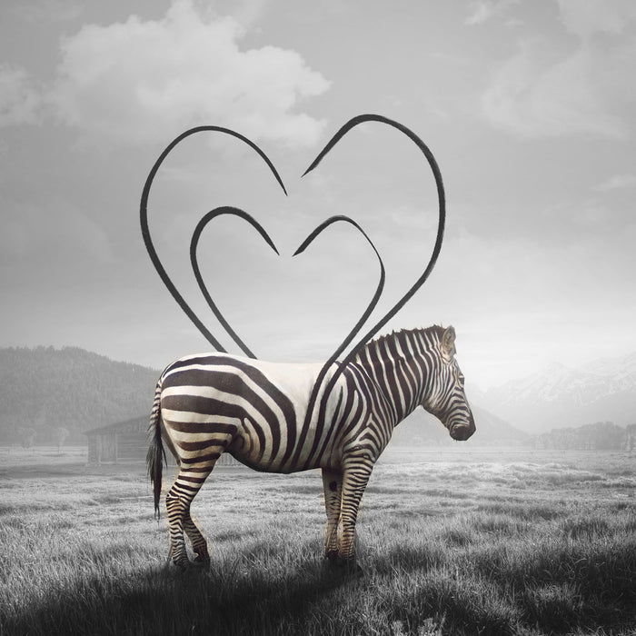 Zebra mit Herzbotschaft in der Savanne B&W Detail, Glasbild Quadratisch