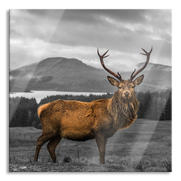 Pixxprint Hirsch in atemberaubender Landschaft B&W Detail, Glasbild Quadratisch