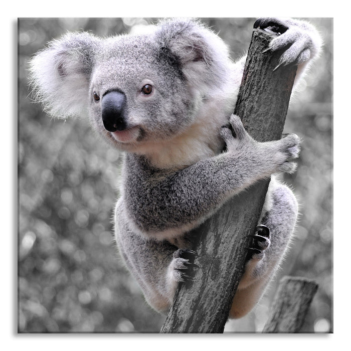 Neugieriger Koala an Baumstamm B&W Detail, Glasbild Quadratisch