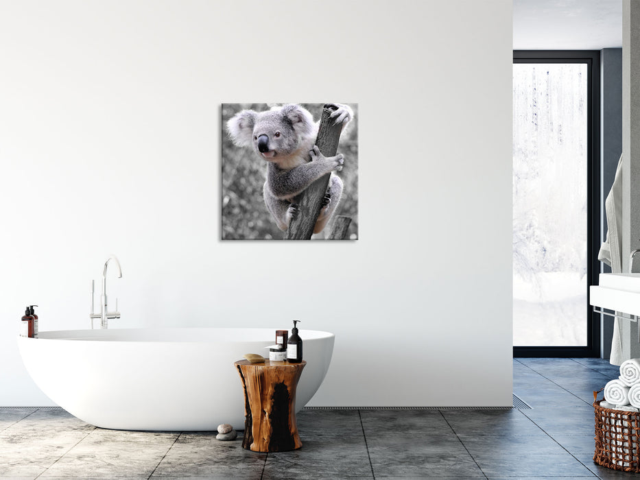 Neugieriger Koala an Baumstamm B&W Detail, Glasbild Quadratisch
