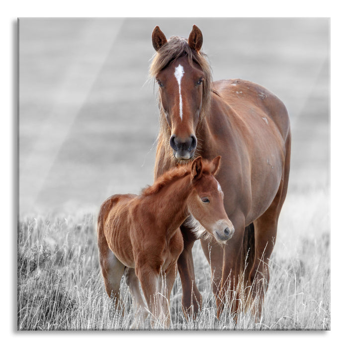 Pixxprint Pferdemutter mit Fohlen auf Wiese B&W Detail, Glasbild Quadratisch