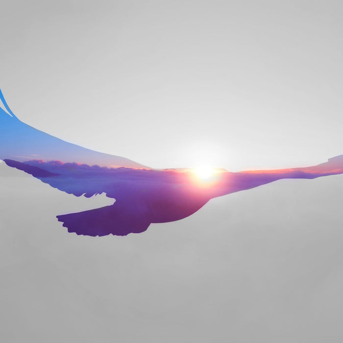 Verblassender Adler im Sonnenuntergang B&W Detail, Glasbild Quadratisch