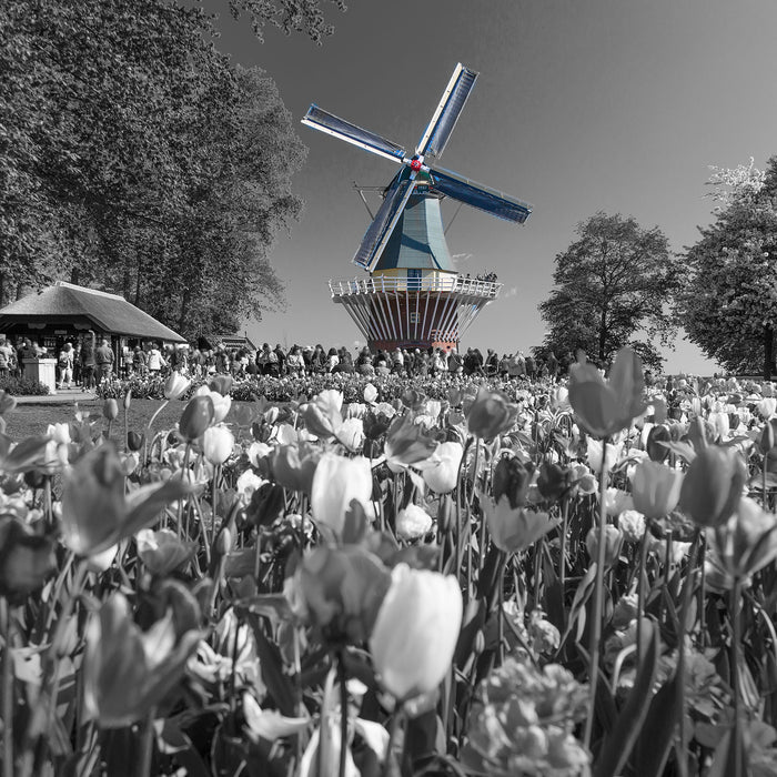 Holländisches Tulpenmeer vor Windmühle B&W Detail, Glasbild Quadratisch
