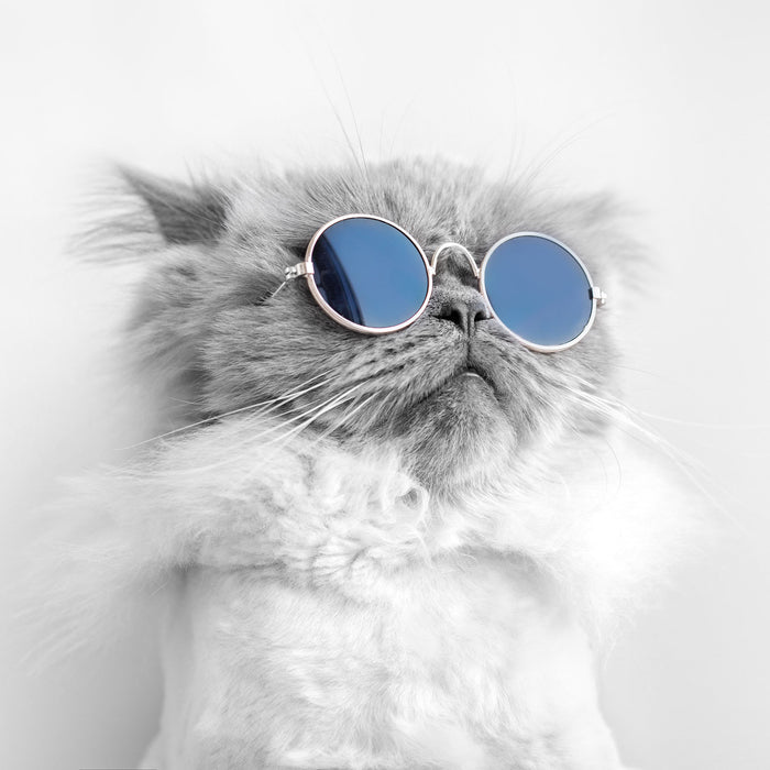 Coole Katze mit runder Sonnenbrille B&W Detail, Glasbild Quadratisch