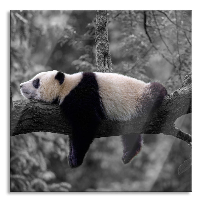 Schlafender Panda auf Baumstamm B&W Detail, Glasbild Quadratisch
