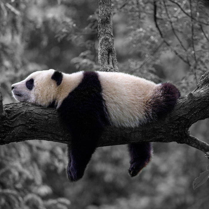 Schlafender Panda auf Baumstamm B&W Detail, Glasbild Quadratisch