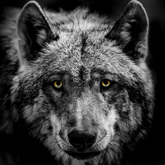 Nahaufnahme Wolf mit gelben Augen B&W Detail, Glasbild Quadratisch