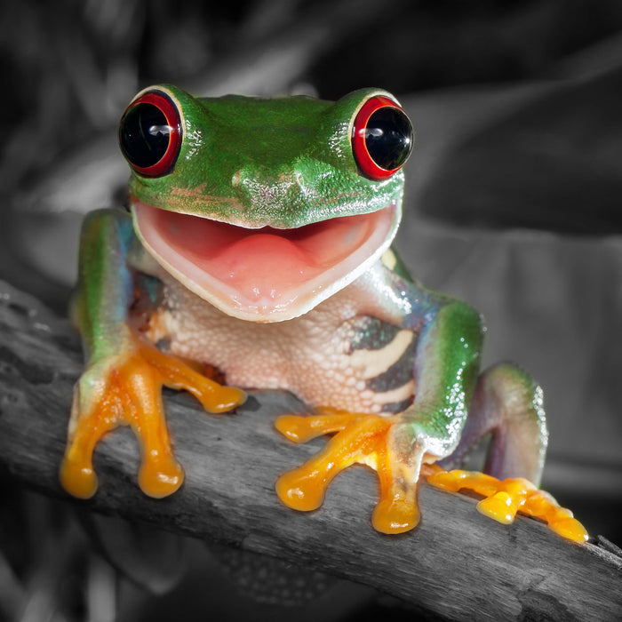 Lachender Frosch mit roten Augen auf Ast B&W Detail, Glasbild Quadratisch