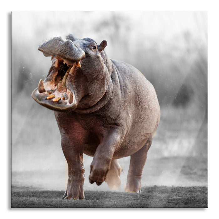 Pixxprint Angreifendes gefährliches Nilpferd B&W Detail, Glasbild Quadratisch