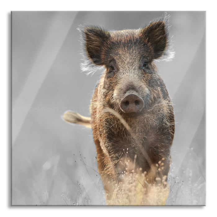 Neugieriges Wildschwein auf einem Feld B&W Detail, Glasbild Quadratisch