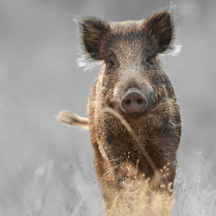 Neugieriges Wildschwein auf einem Feld B&W Detail, Glasbild Quadratisch