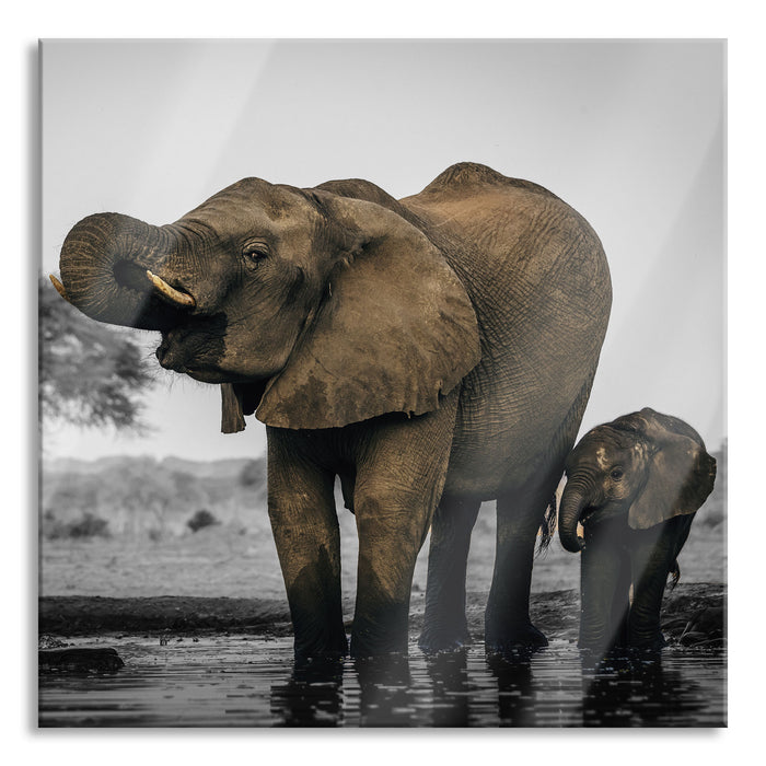 Elefantenkuh mit Jungem am Wasserloch B&W Detail, Glasbild Quadratisch