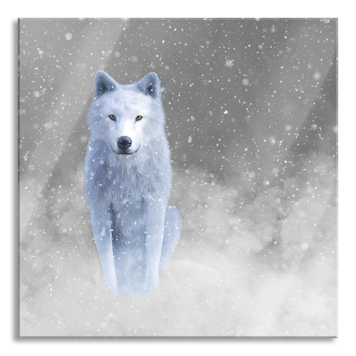 Majestätischer weißer Wolf im Schnee B&W Detail, Glasbild Quadratisch