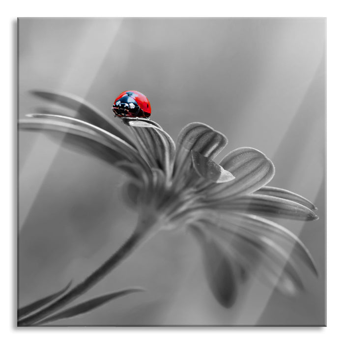 Pixxprint Merienkäfer auf roter Blüte Nahaufnahme B&W Detail, Glasbild Quadratisch