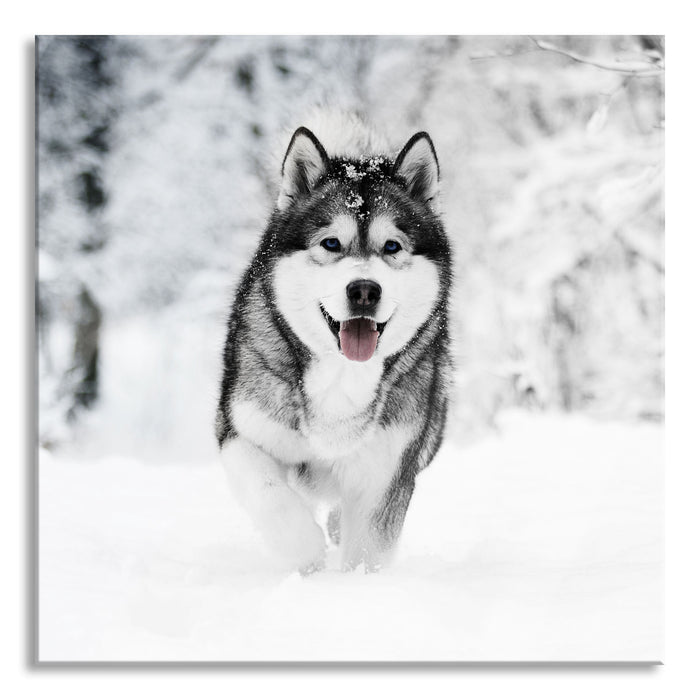 Pixxprint Sibirischer Husky im Winterwald B&W Detail, Glasbild Quadratisch