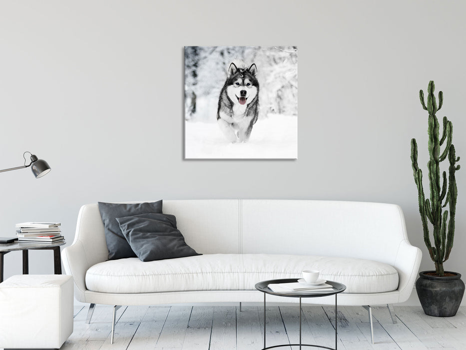 Sibirischer Husky im Winterwald B&W Detail, Glasbild Quadratisch