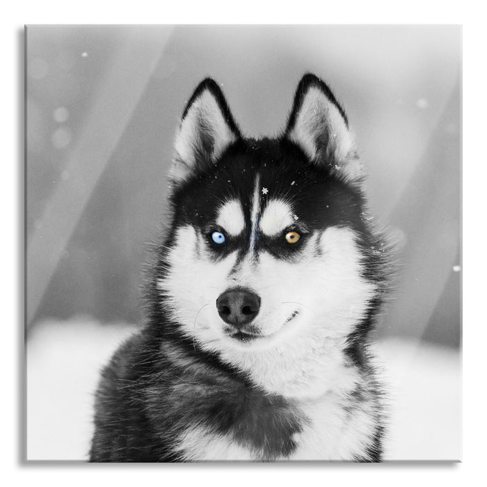 Husky mit unterschiedlichen Augenfarben B&W Detail, Glasbild Quadratisch