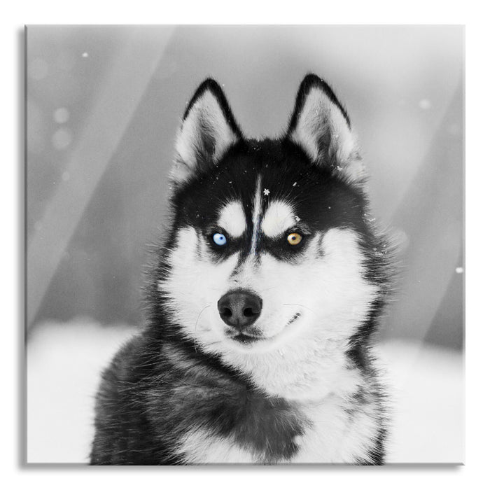 Pixxprint Husky mit unterschiedlichen Augenfarben B&W Detail, Glasbild Quadratisch