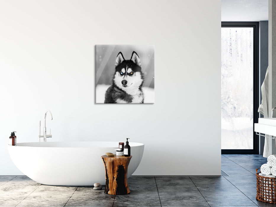 Husky mit unterschiedlichen Augenfarben B&W Detail, Glasbild Quadratisch