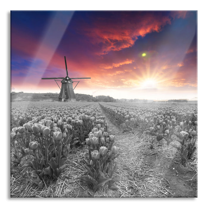 Pixxprint Tulpenfeld mit Mühle bei Sonnenuntergang B&W Detail, Glasbild Quadratisch