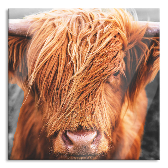 Pixxprint Nahaufnahme schottisches Highlandrind B&W Detail, Glasbild Quadratisch