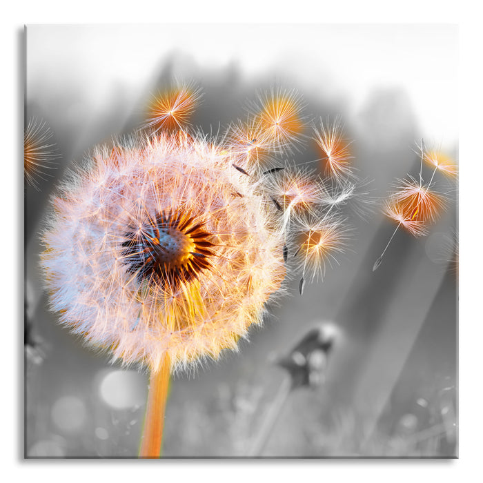 Pixxprint Nahaufnahme Pusteblume Sonnenuntergang B&W Detail, Glasbild Quadratisch