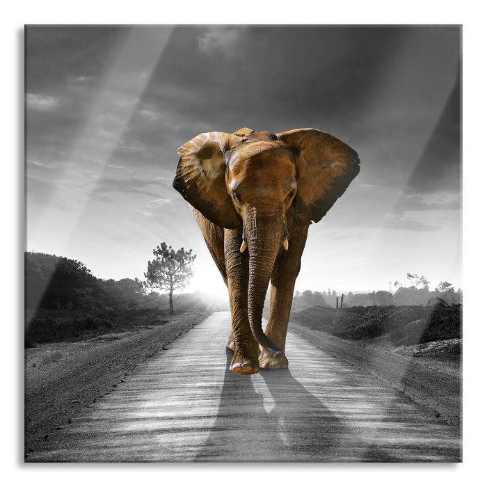 Elefant frontal auf Straße laufend B&W Detail, Glasbild Quadratisch
