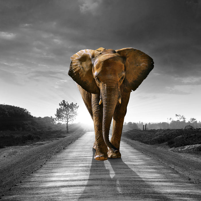 Elefant frontal auf Straße laufend B&W Detail, Glasbild Quadratisch
