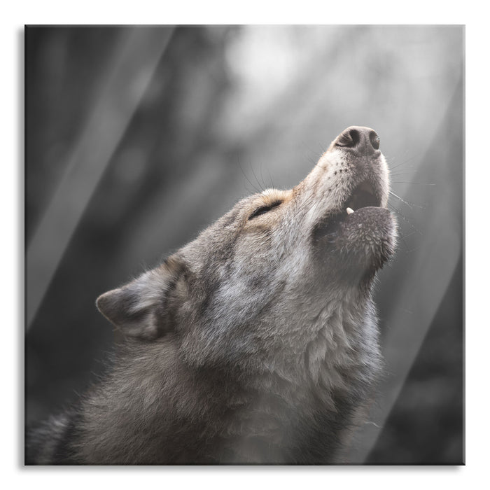 Pixxprint Heulender Wolf Nahaufnahme B&W Detail, Glasbild Quadratisch