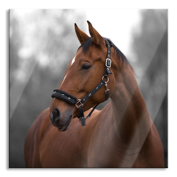 Nahaufnahme braunes Pferd im Herbstwald B&W Detail, Glasbild Quadratisch