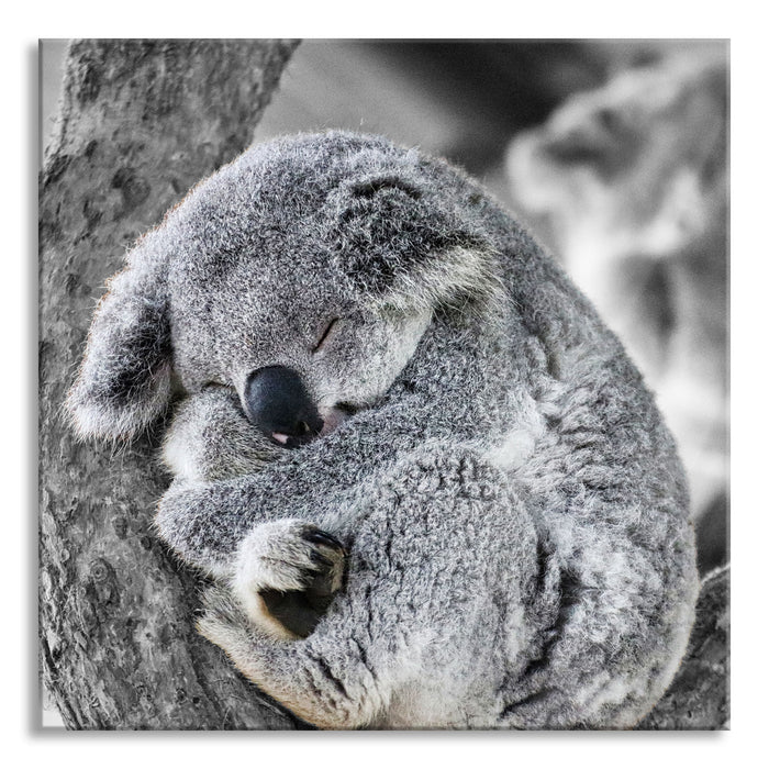 Koala schläft eingekuschelt im Baum B&W Detail, Glasbild Quadratisch