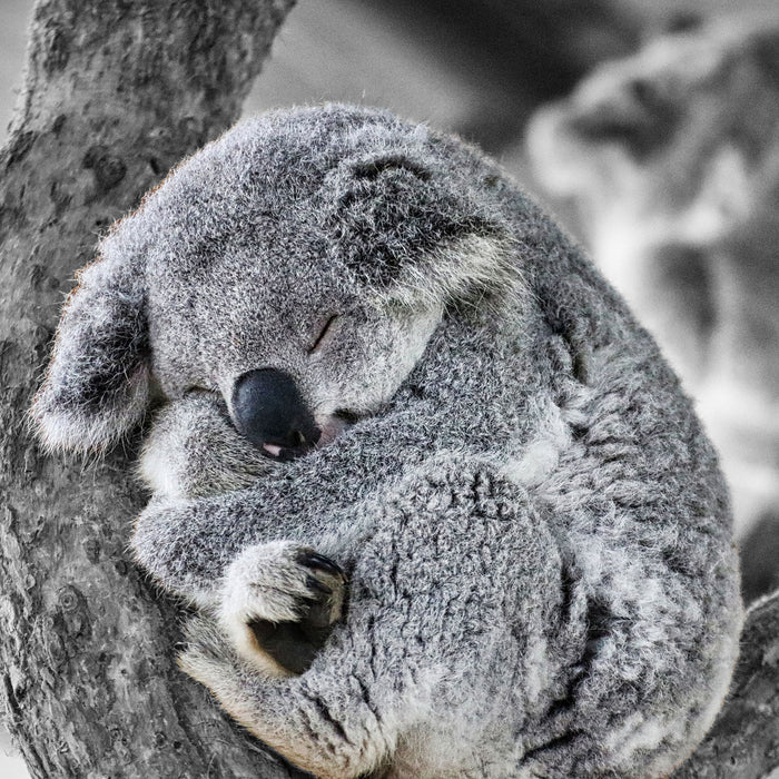 Koala schläft eingekuschelt im Baum B&W Detail, Glasbild Quadratisch