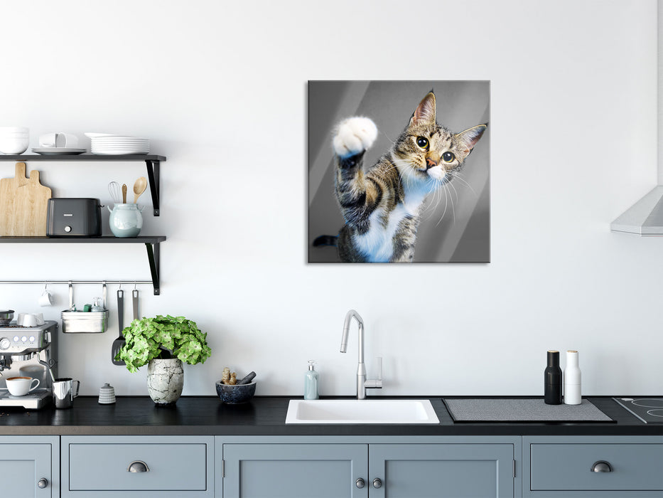 Neugierige Katze vor blauem Hintergrund B&W Detail, Glasbild Quadratisch