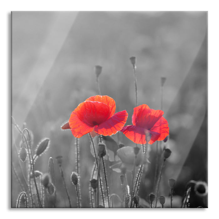 Pixxprint Mohnblumenfeld B&W Detail, Glasbild Quadratisch