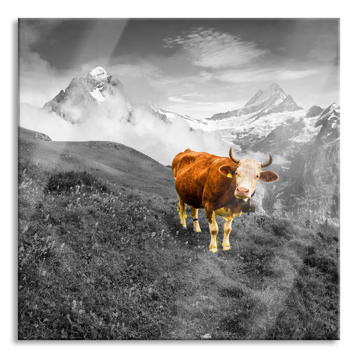 Kuh auf grüner Alm in den Bergen B&W Detail, Glasbild Quadratisch