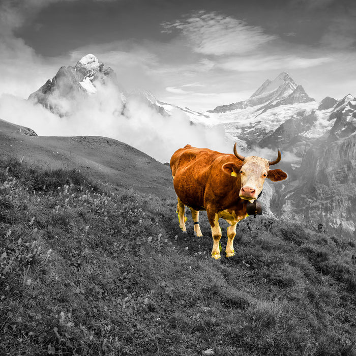 Kuh auf grüner Alm in den Bergen B&W Detail, Glasbild Quadratisch