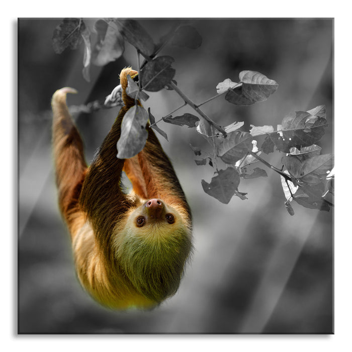 Pixxprint Faultier klettert an grünem Ast entlang B&W Detail, Glasbild Quadratisch