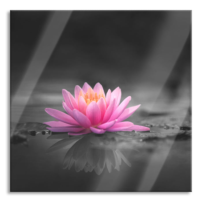 Leuchtende Lotusblüte auf grauer Pfütze B&W Detail, Glasbild Quadratisch