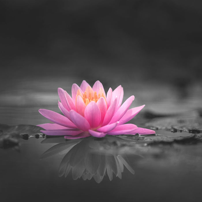 Leuchtende Lotusblüte auf grauer Pfütze B&W Detail, Glasbild Quadratisch