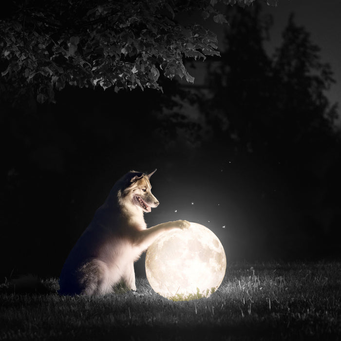 Hund mit leuchtendem Mond bei Nacht B&W Detail, Glasbild Quadratisch